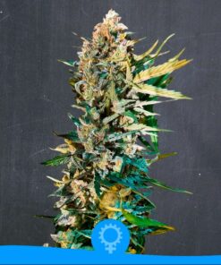 Original Kush Auto — La Semilla Automática