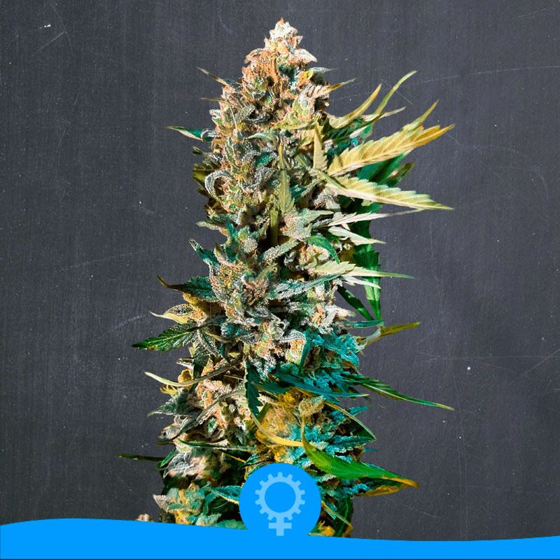 Original Kush Auto — La Semilla Automática