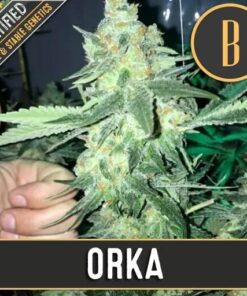 Orka Fem — Blimburn Seeds
