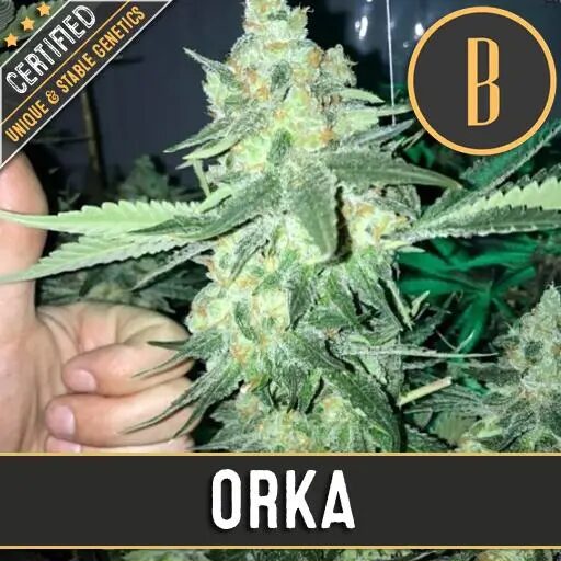 Orka Fem — Blimburn Seeds