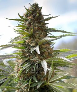 Over Dawg — Medical Seeds