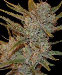 Oxus Fem — Exclusive Seeds