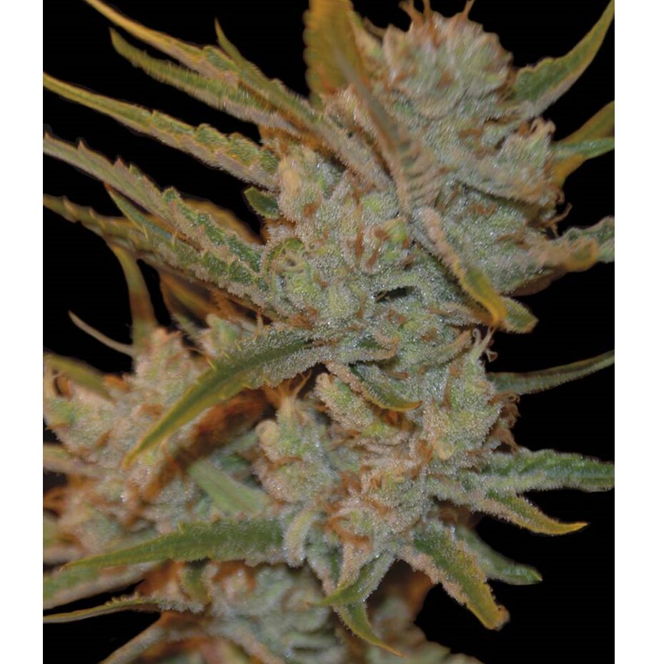 Oxus Fem — Exclusive Seeds
