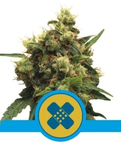 Painkiller XL CBD Fem — Royal Queen