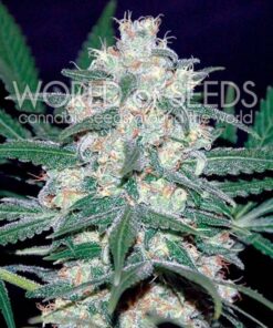 Pakistan Valley Fem. — World of Seed