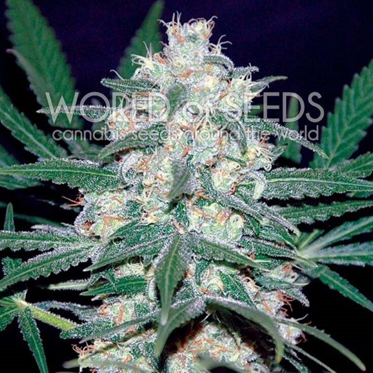 Pakistan Valley Fem. — World of Seed Pakistan Valley Fem. — World of Seed