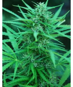 Panama Fem — Cannabiogen Seeds