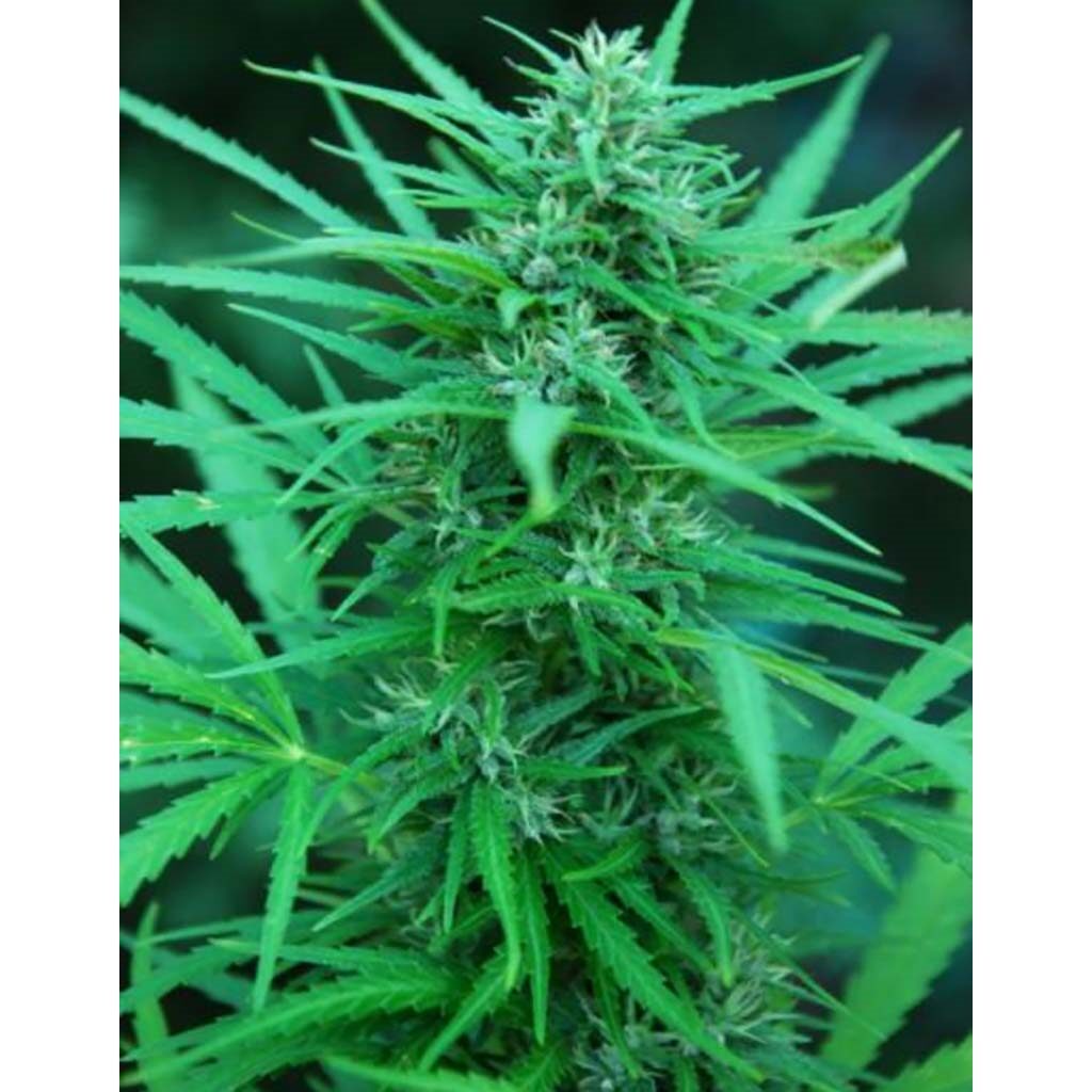 Panama Fem — Cannabiogen Seeds