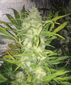 Pandemia Auto — The Kush Brothers Seeds