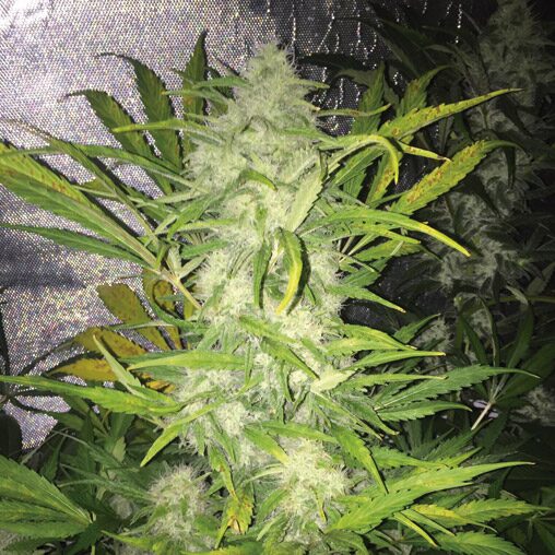 Pandemia Auto — The Kush Brothers Seeds