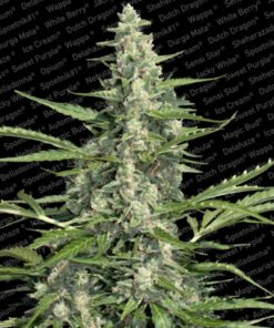 Pandora Auto — Paradise Seeds