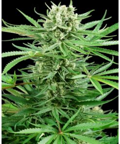 Papi Chulo OG Fem — Sensi Seeds