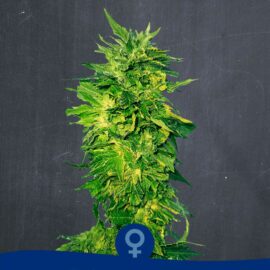Pellezino Blondie Reg — La Semilla Automática