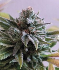 Perla Negra Fem — Exclusive Seeds
