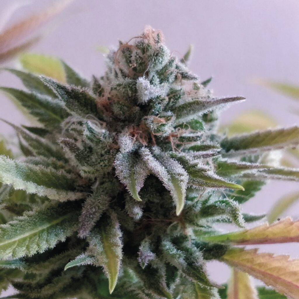 Perla Negra Fem — Exclusive Seeds