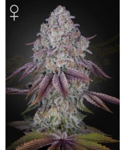 Persian Pie Fem — Green House