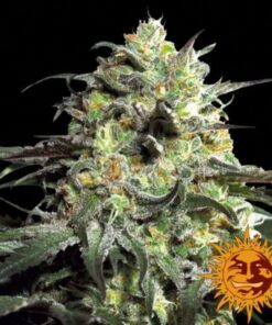 Peyote Cookies Fem — Barney's Farm