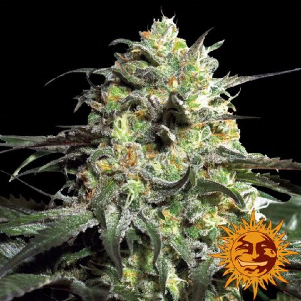 Peyote Cookies Fem — Barney's Farm Peyote Cookies Fem — Barney's Farm