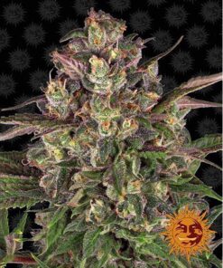 Peyote Critical Fem — Barney's Farm