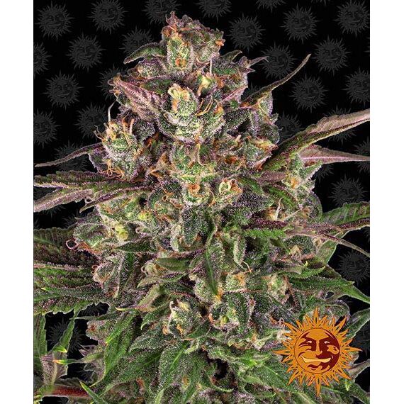 Peyote Critical Fem — Barney's Farm