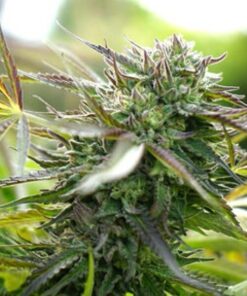 Pineapple Chem Auto — Humboldt Seeds Organization
