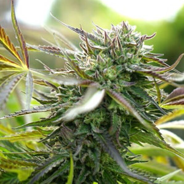 Pineapple Chem Auto — Humboldt Seeds Organization