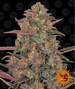 Pineapple Chunk Fem — Barney's Farm