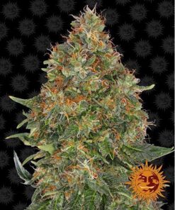 Pineapple Express Auto — Barney's Farm