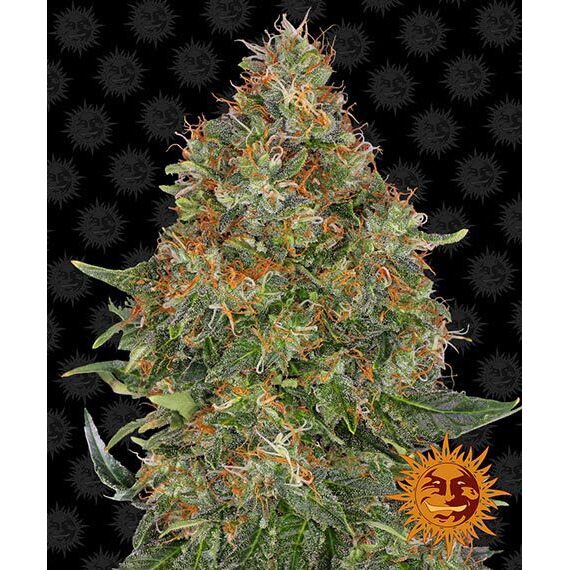 Pineapple Express Auto — Barney's Farm Pineapple Express Auto — Barney's Farm