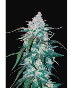 Pineapple Express Auto — FastBuds Seeds