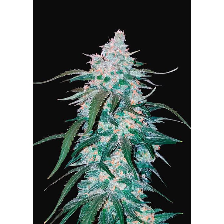 Pineapple Express Auto — FastBuds Seeds