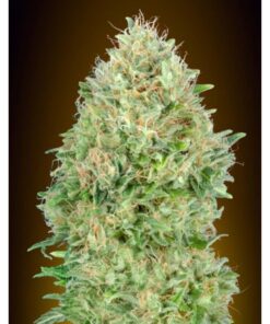 Pineapple Glue Fem — Advanced Seeds