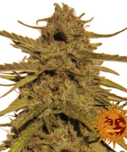 Pineapple Haze 10 Und Reg — Barney's Farm