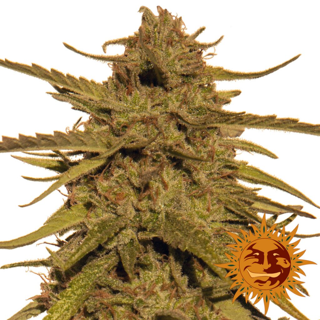 Pineapple Haze 10 Und Reg — Barney's Farm Pineapple Haze 10 Und Reg — Barney's Farm