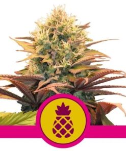 Pineapple Kush Fem — Royal Queen