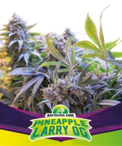 Pineapple Larry OG — BSF Seeds