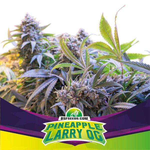 Pineapple Larry OG — BSF Seeds