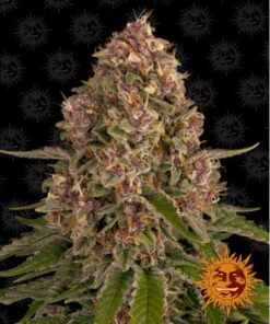 Pink Kush Fem — Barney's Farm