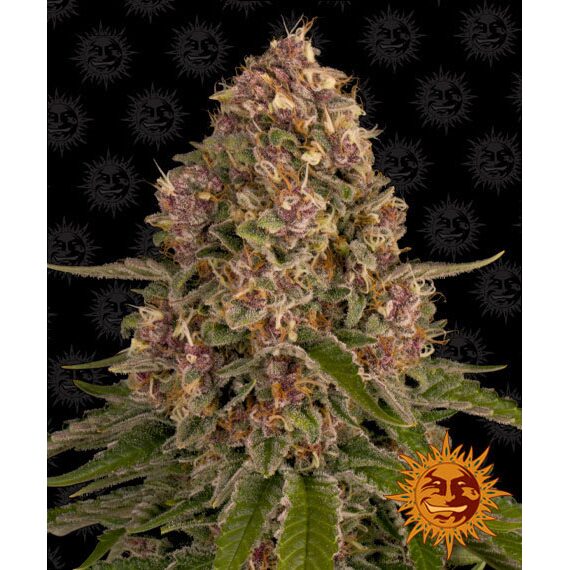 Pink Kush Fem — Barney's Farm