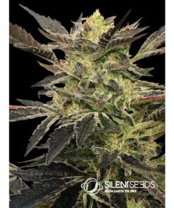 Pink Sunset Auto — Silent Seeds