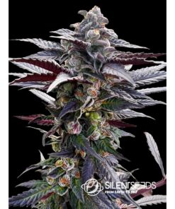 Pink Sunset Fem — Silent Seeds