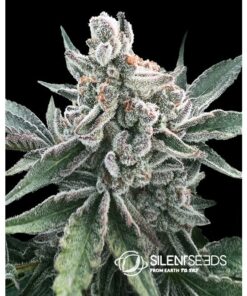 Polar Gelato Auto — Silent Seeds