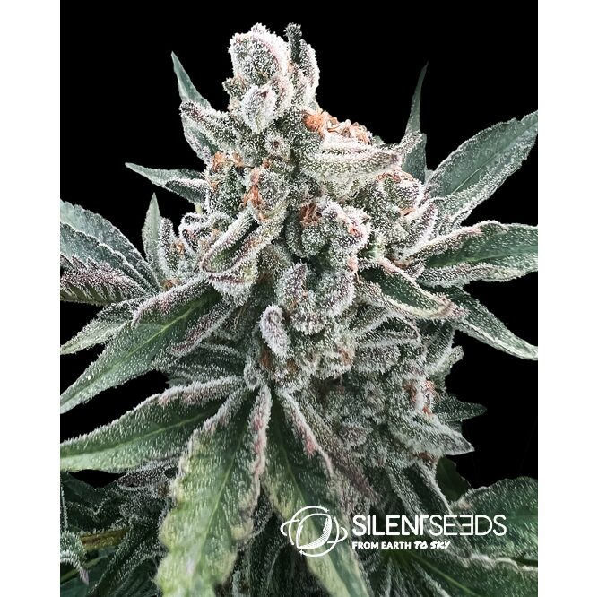 Polar Gelato Auto — Silent Seeds