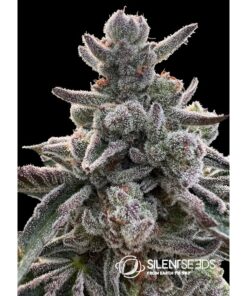 Polar Gelato Fem — Silent Seeds