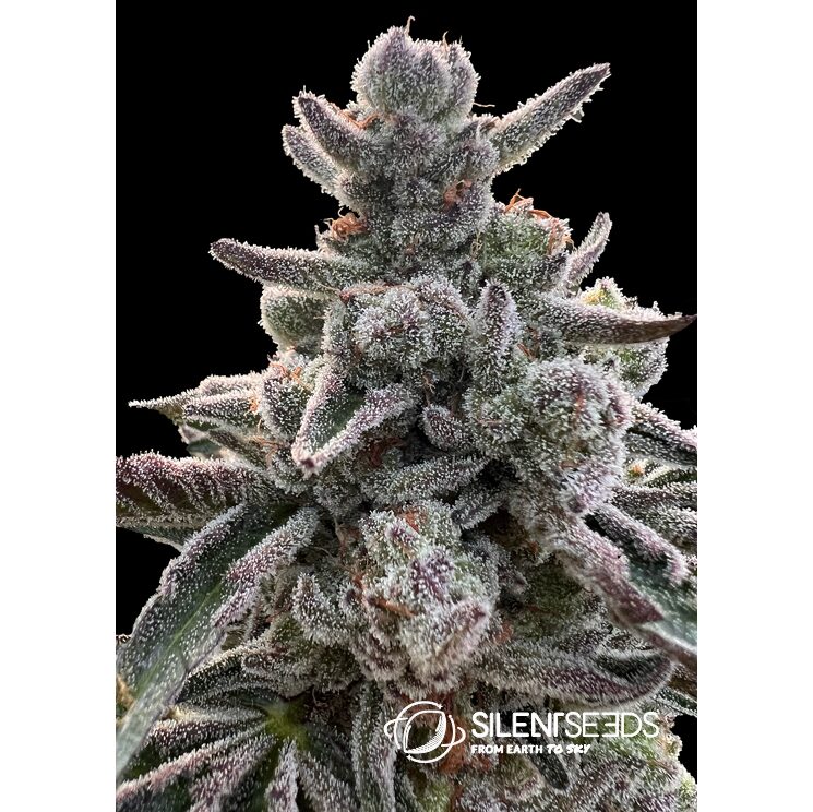 Polar Gelato Fem — Silent Seeds