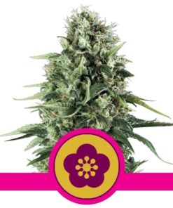 Power Flower Fem — Royal Queen