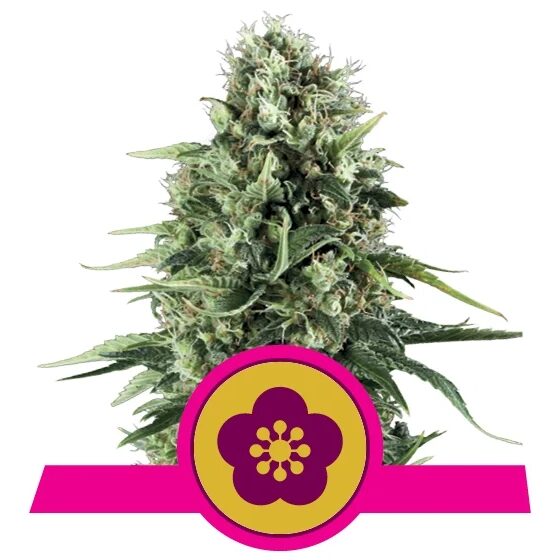 Power Flower Fem — Royal Queen