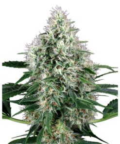 Power Plant Auto — Sensi White Label