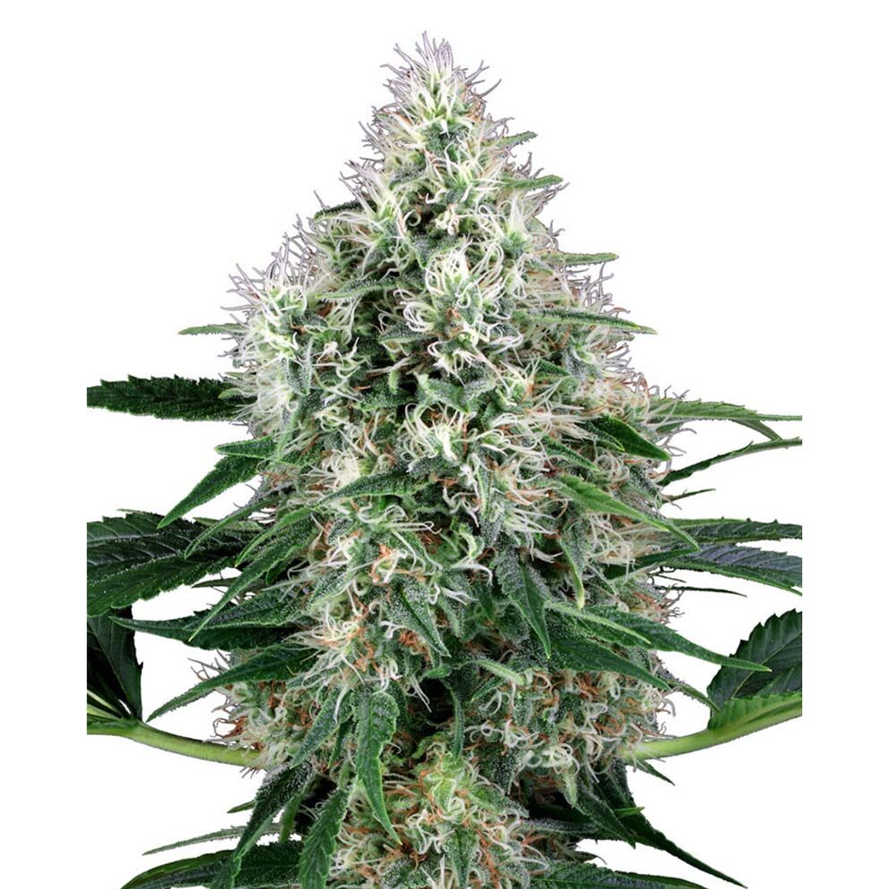 Power Plant Auto — Sensi White Label