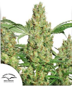 Power Plant Fem — Dutch Passion